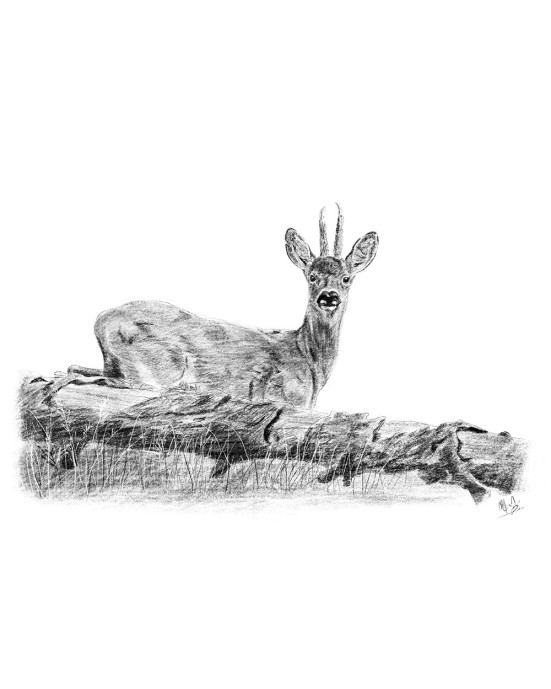 portrait chevreuil réaliste en crayonné – Le chevreuil – Cindy Muraille