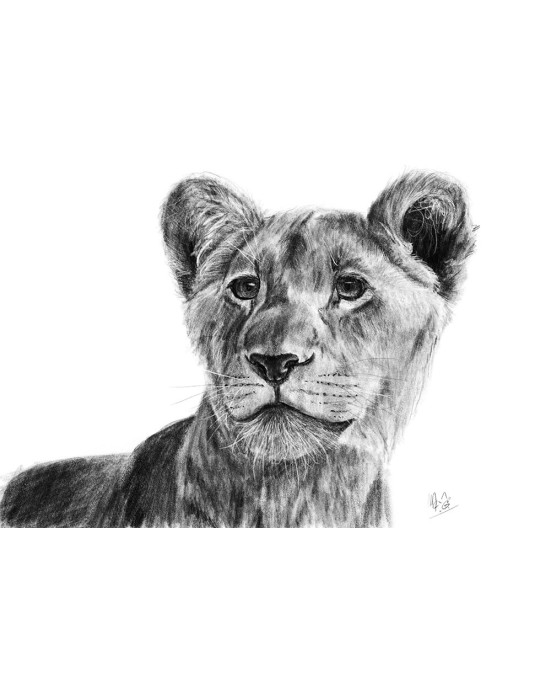 portrait lionne réaliste crayonné – Cindy Muraille