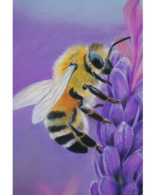 détail gros plan abeille sur lavande – Butin parfumé – Cindy Muraille