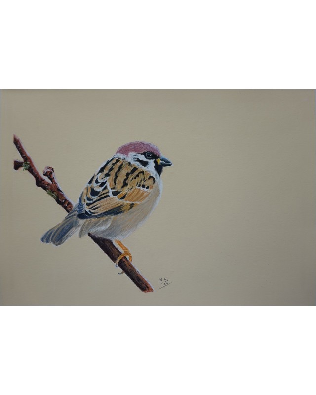 portrait d'un petit oiseau réaliste pastel – Légèreté perchée – Cindy Muraille
