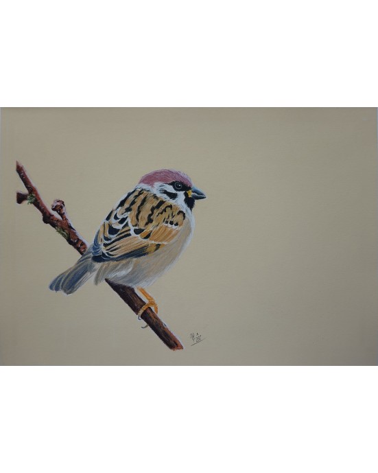 portrait d'un petit oiseau réaliste pastel – Légèreté perchée – Cindy Muraille