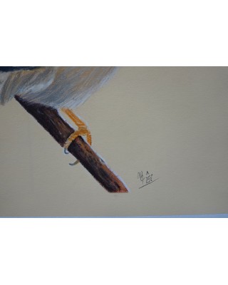 détail d'un portrait de petit oiseau réaliste pastel – Légèreté perchée – Cindy Muraille