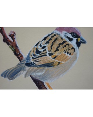 détail d'un portrait de petit oiseau réaliste pastel – Légèreté perchée – Cindy Muraille