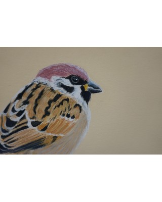 détail d'un portrait de petit oiseau réaliste pastel – Légèreté perchée – Cindy Muraille