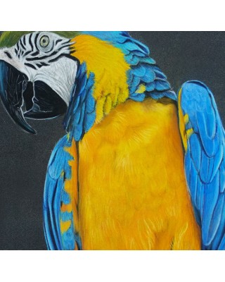 détail portrait perroquet ara bleu réaliste – Cindy Muraille