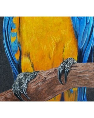 détail portrait perroquet ara bleu réaliste – Cindy Muraille