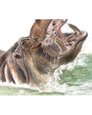 détail aquarelle hippopotame dans l’eau gueule ouverte – Cindy Muraille