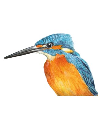 détail aquarelle martin-pêcheur réaliste – Cindy Muraille