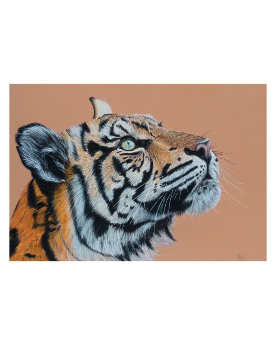 Carte postale tigre réaliste pastel – L’éveil du prédateur – Cindy M