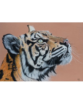 dessin tigre réaliste pastel – L’éveil du prédateur – Cindy M