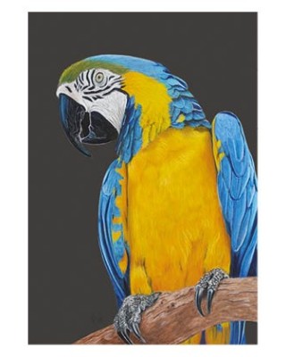Carte postale d'un ara bleu et jaune réaliste pastel – Ara bleu – Cindy Muraille