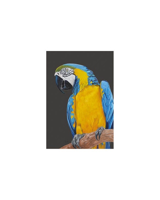 Carte postale d'un ara bleu et jaune réaliste pastel – Ara bleu – Cindy Muraille
