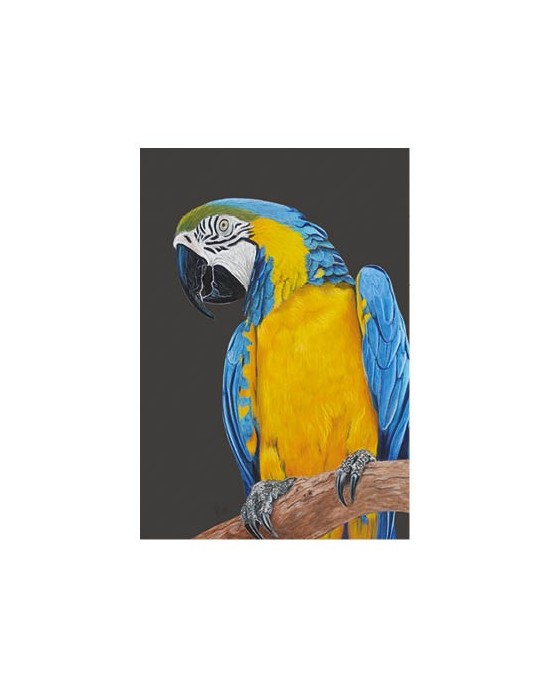 Carte postale d'un ara bleu et jaune réaliste pastel – Ara bleu – Cindy Muraille