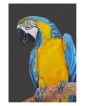 Carte postale d'un ara bleu et jaune réaliste pastel – Ara bleu – Cindy Muraille