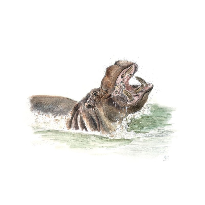 Hippo Hippo