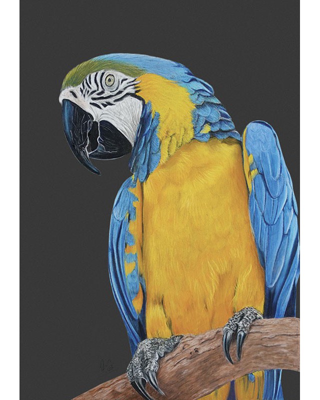 portrait perroquet ara bleu réaliste – Cindy Muraille