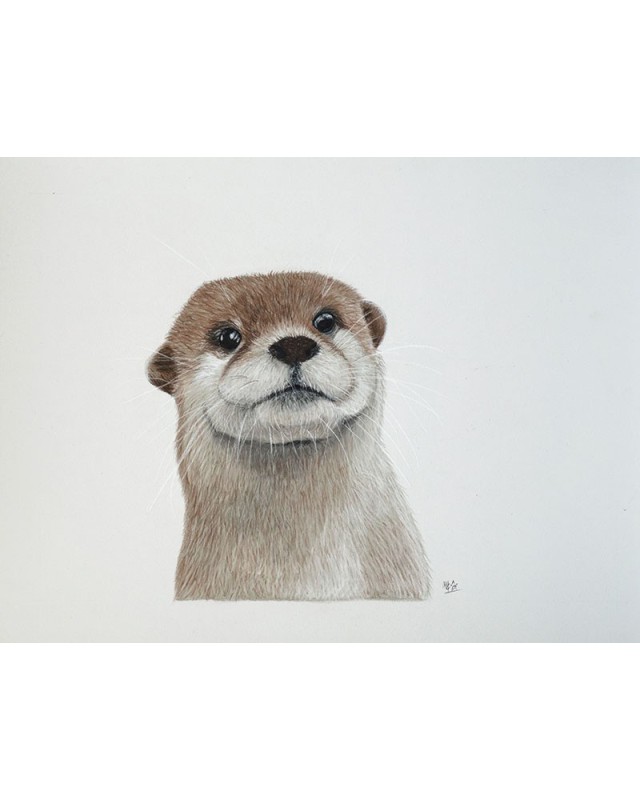 portrait loutre réaliste pastel – Petite bouille des rivières – Cindy Muraille