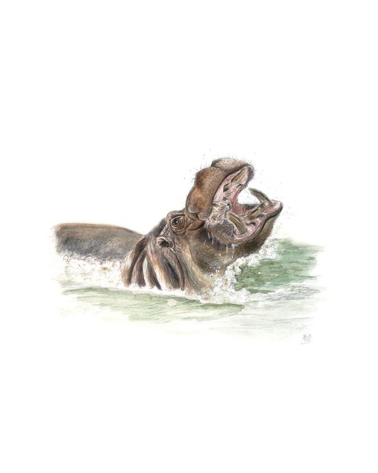 aquarelle hippopotame dans l’eau gueule ouverte – Cindy Muraille