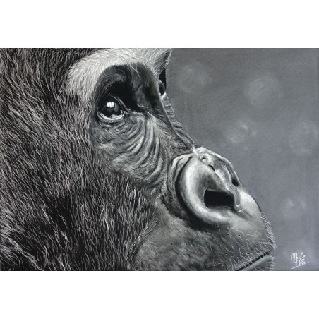 Chimpanzée