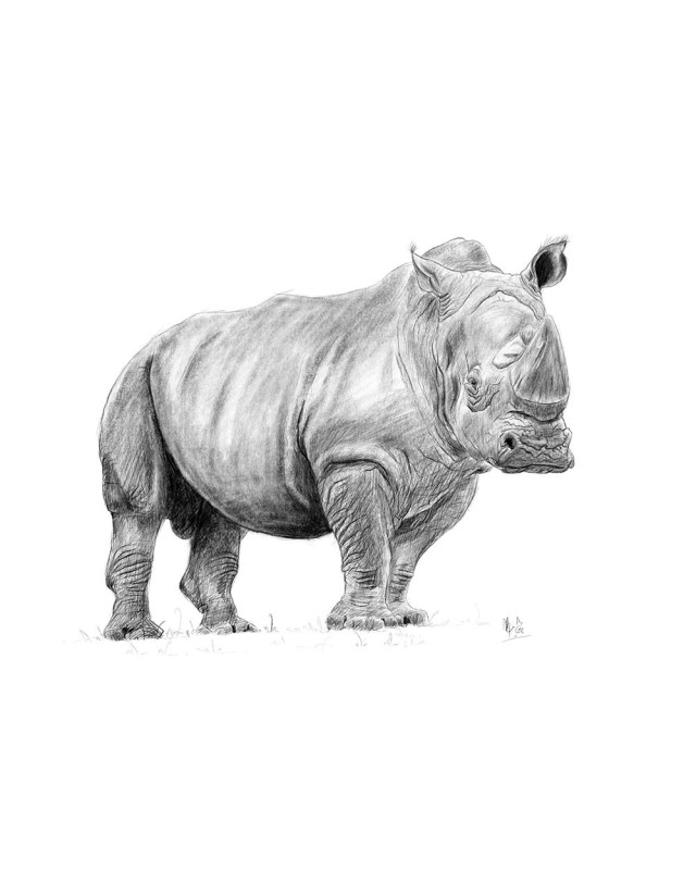 portrait rhinocéros réaliste crayonné – Cindy Muraille