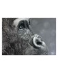 Reproductions