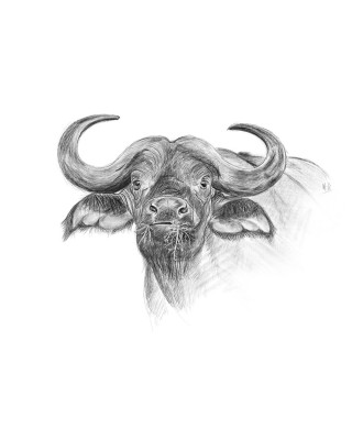 Buffalo
